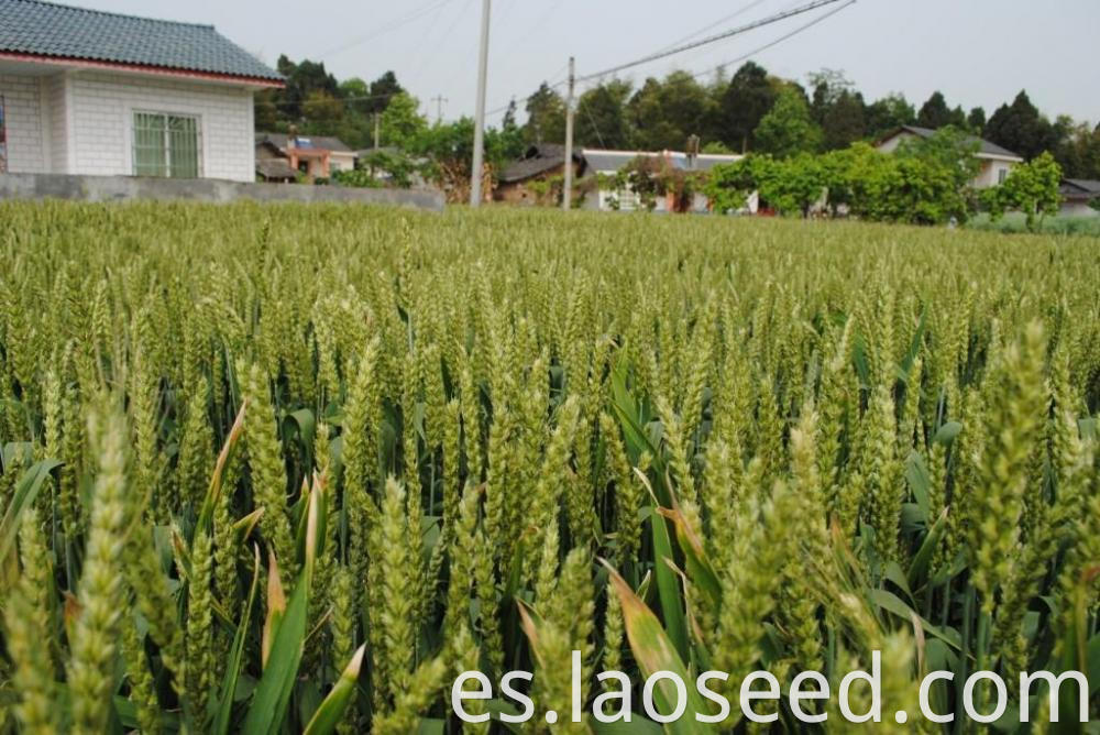 Wheat Seed for Sale